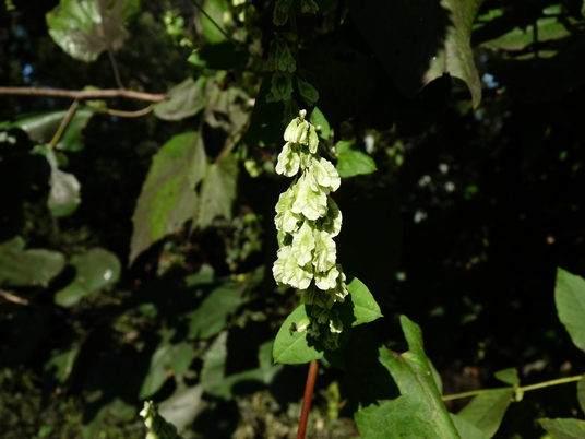 {Fallopia scandens}